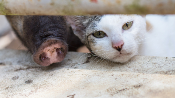 Fortsatt ovanligt med antibioitkaresistens hos landets sällskapsdjur